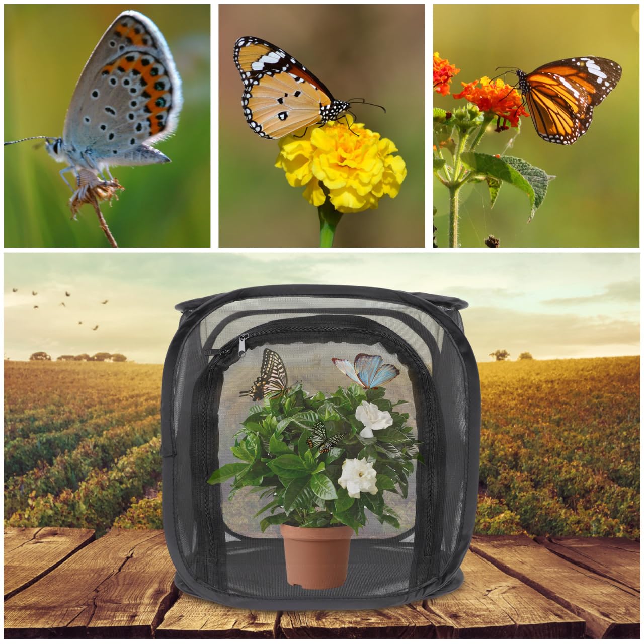 BESPORTBLE Faltbarer Insektenkäfig Für Außenbeobachtungen Atmungsaktiver Schmetterlingskäfig Für Insekten Habitat Und Beobachtung Transparentes Design Optimale