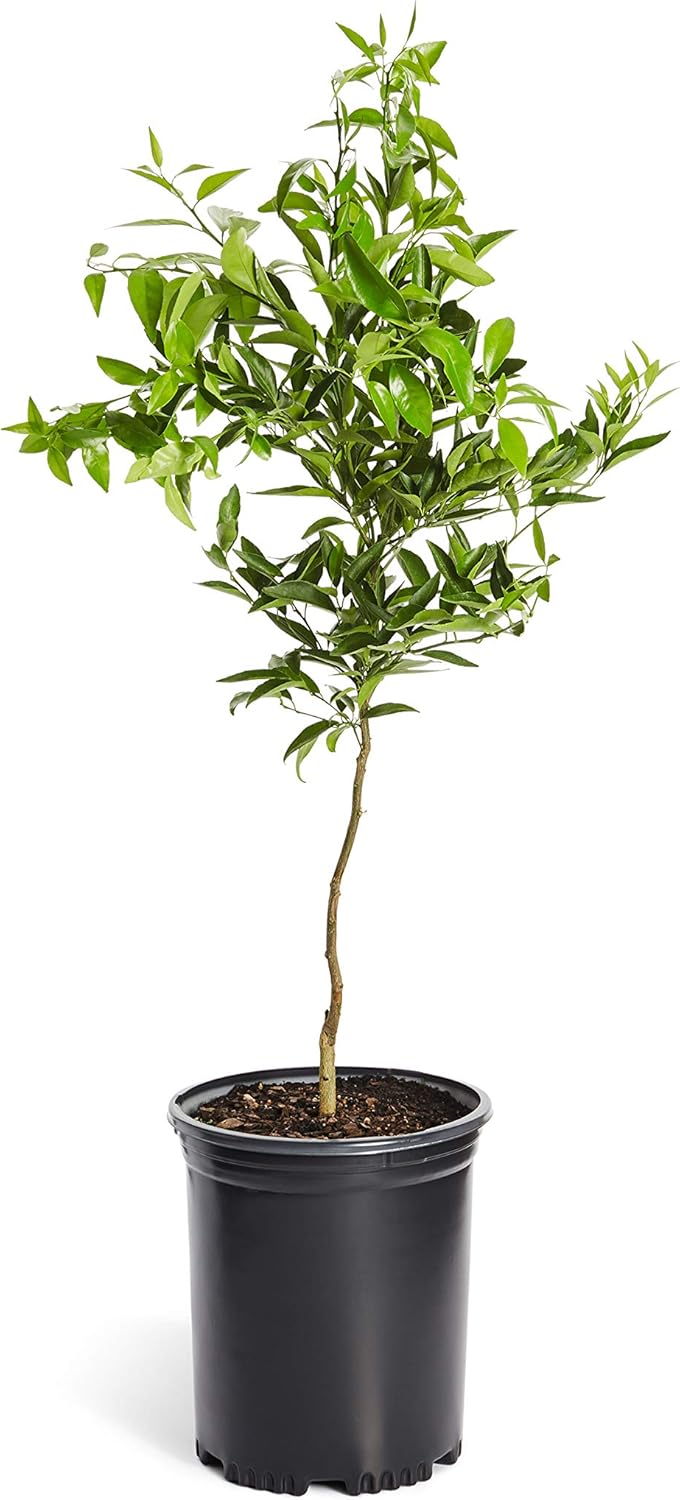 Brighter Blooms - Navel Orange Tree, 3-4 ft. - No Shipping to AK, AL, AZ, CA, FL, GA, HI, LA, MS, OR, TX