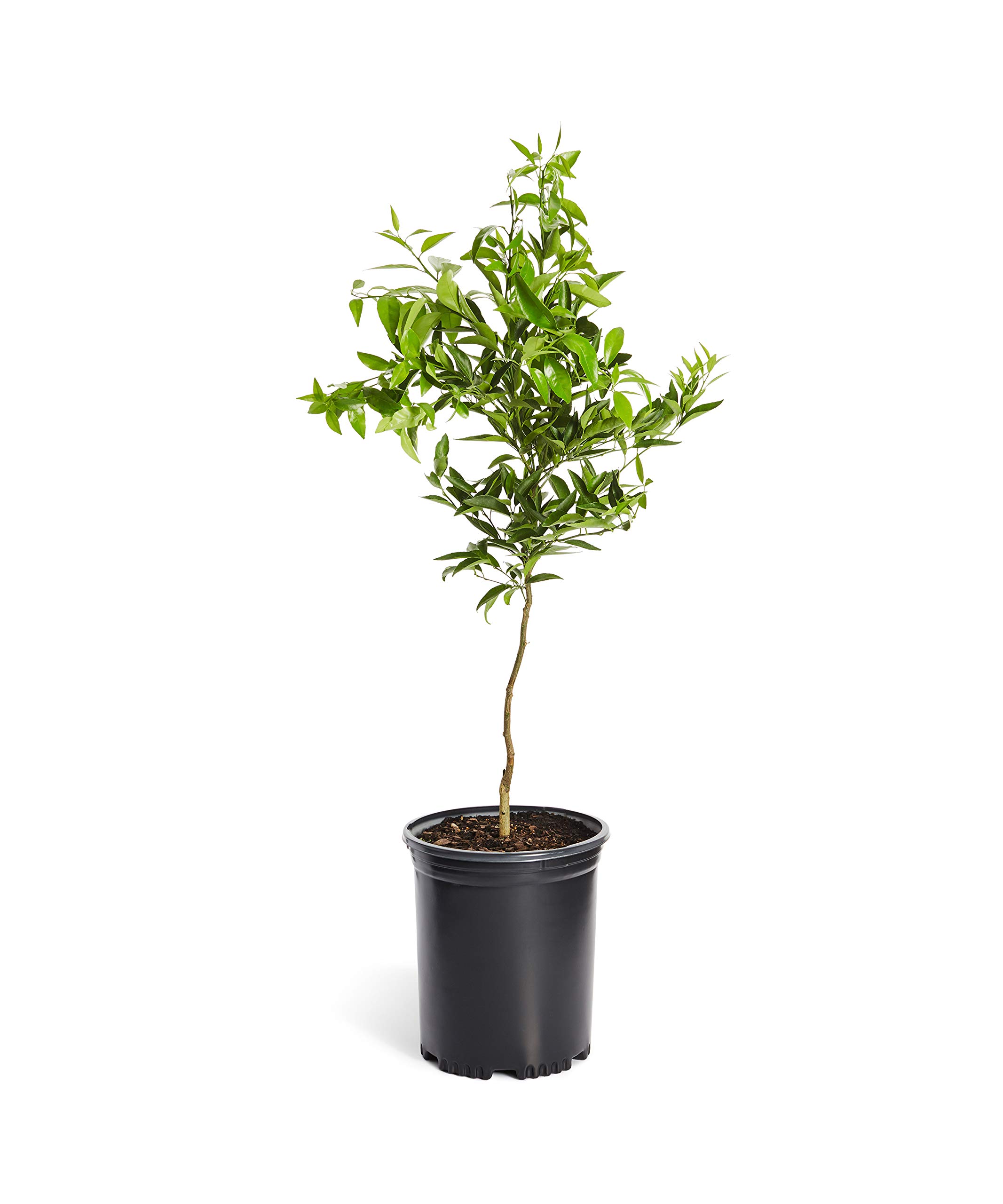 Brighter Blooms Navel Orange Tree