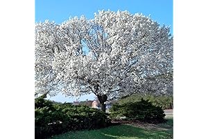 White Dogwood Tree Live Plant for Outdoor Planting - 1-2 Ft Tall