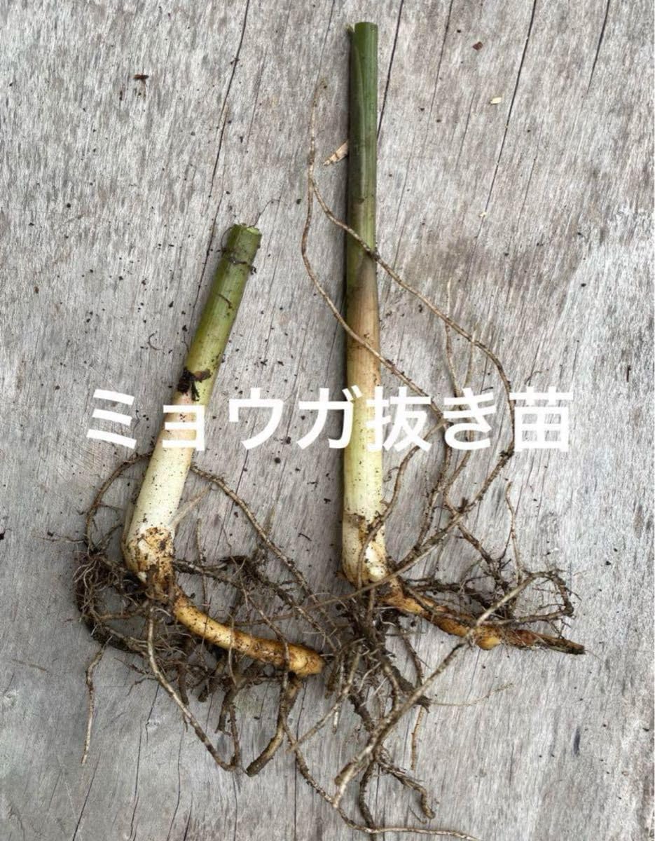 Amazon.co.jp: 自然農 茗荷の抜き苗 ミョウガ みょうが 茗荷 : DIY