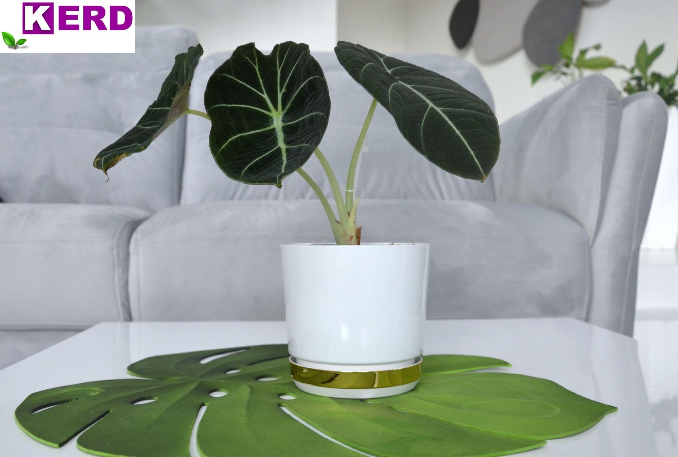 KERD Duo Pot De Fleur Rond 32 cm Blanc & Doré – Plastique Recyclé – Décoré Manuellement – avec Soucoupe – Drainage Intégré – Brillant – Fabriqué en Europe