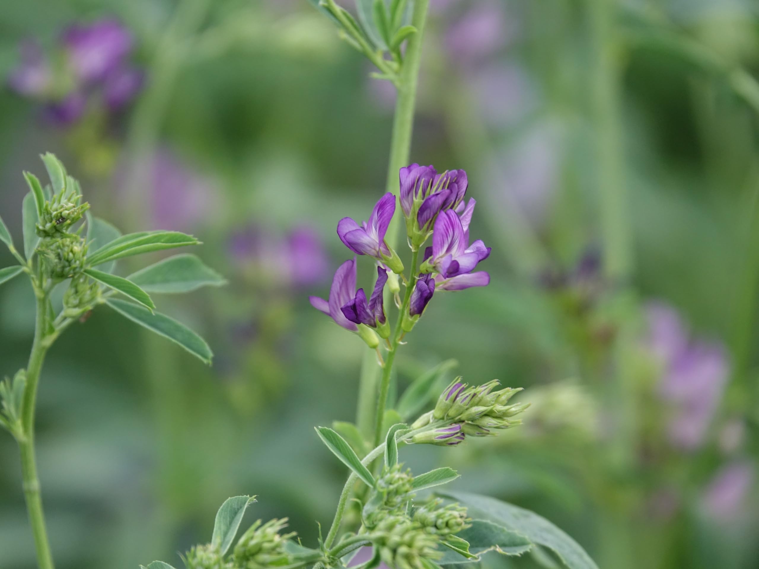 Ab 1.- Fr 20 Samen «Medicago Sativa» Heilkräuter Luzerne | Kaufen Auf