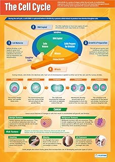 Daydream Education The Cell Cycle | Science Posters | Gloss Paper measuring 850mm x 594mm (A1) | Science Charts for the Classroom | Education Charts