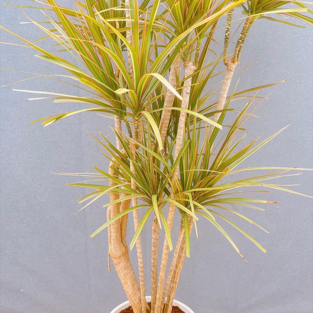 Amazon｜ドラセナ コンシンネ トリカラー 観葉植物 インテリアグリーン