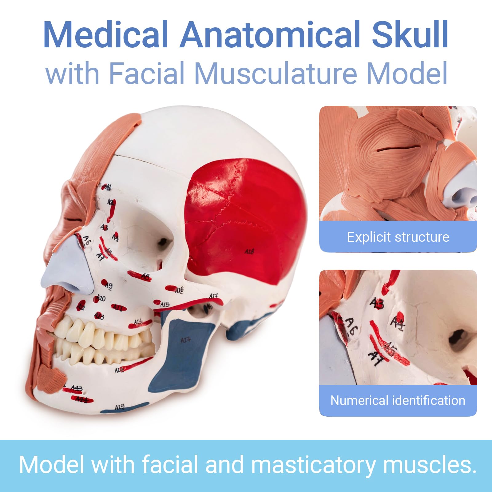 EVOTECH SCIENTIFIC Modello del cranio umano con mezzo muscoli facciali, mezzo cranio e mezzo muscoli