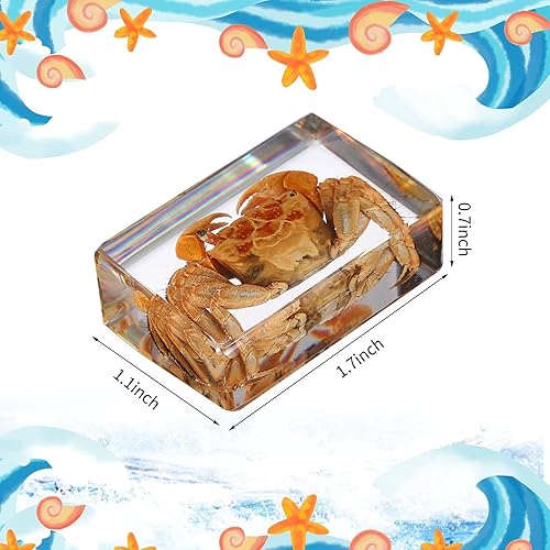 Miniatura 7 de 12 piezas de insecto en resina, colección de insectos de mariposa, pisapapeles, 12 estilos de espécimen de insectos reales preservados en resina