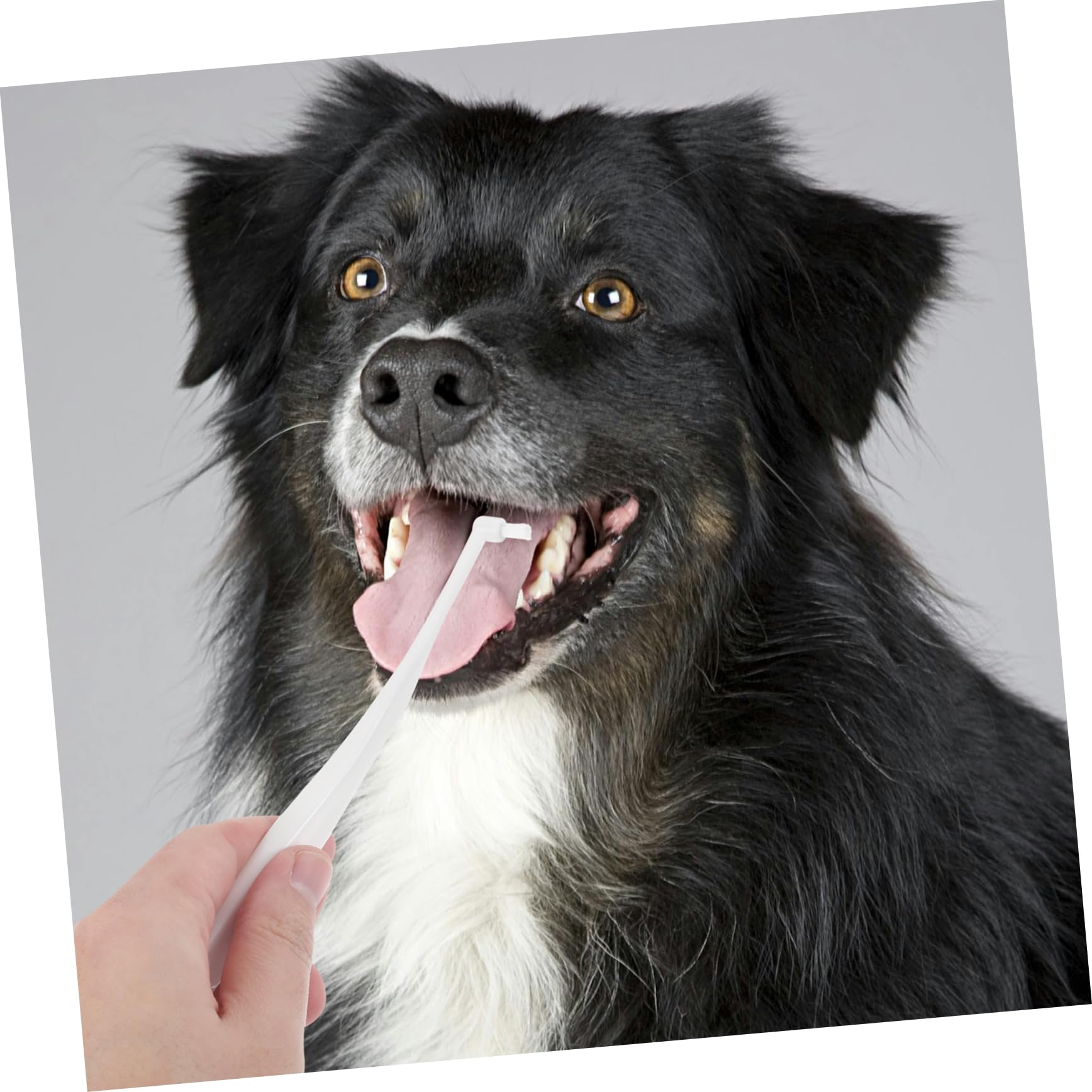 HAPINARY Dog Toothbrush Toothpaste Kit Pet Care Brush Soft Bristle for Small Dogs Portable Travel Toothbrush for Pets