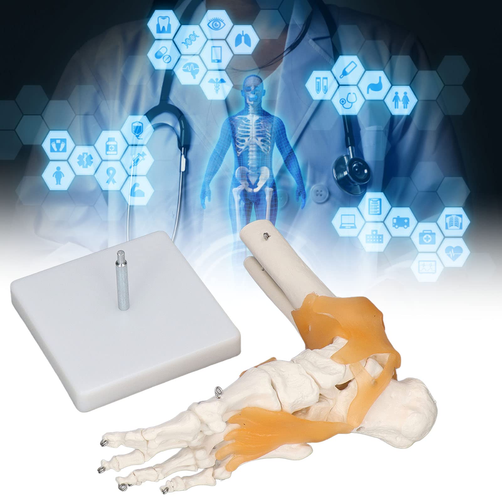 Human Foot Model Anatomical Ankle Skeleton Bones with Ligament Life Size Human Skeleton Model for Medical Study & Science Classroom