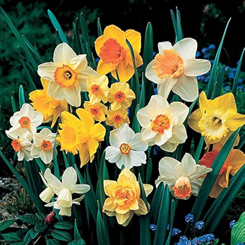 DAFFODIL Mix Imported Fresh Variety Flowering Bulbs, Pack of 5 Bulbs for Garden & Home Decor, Flora Seeds