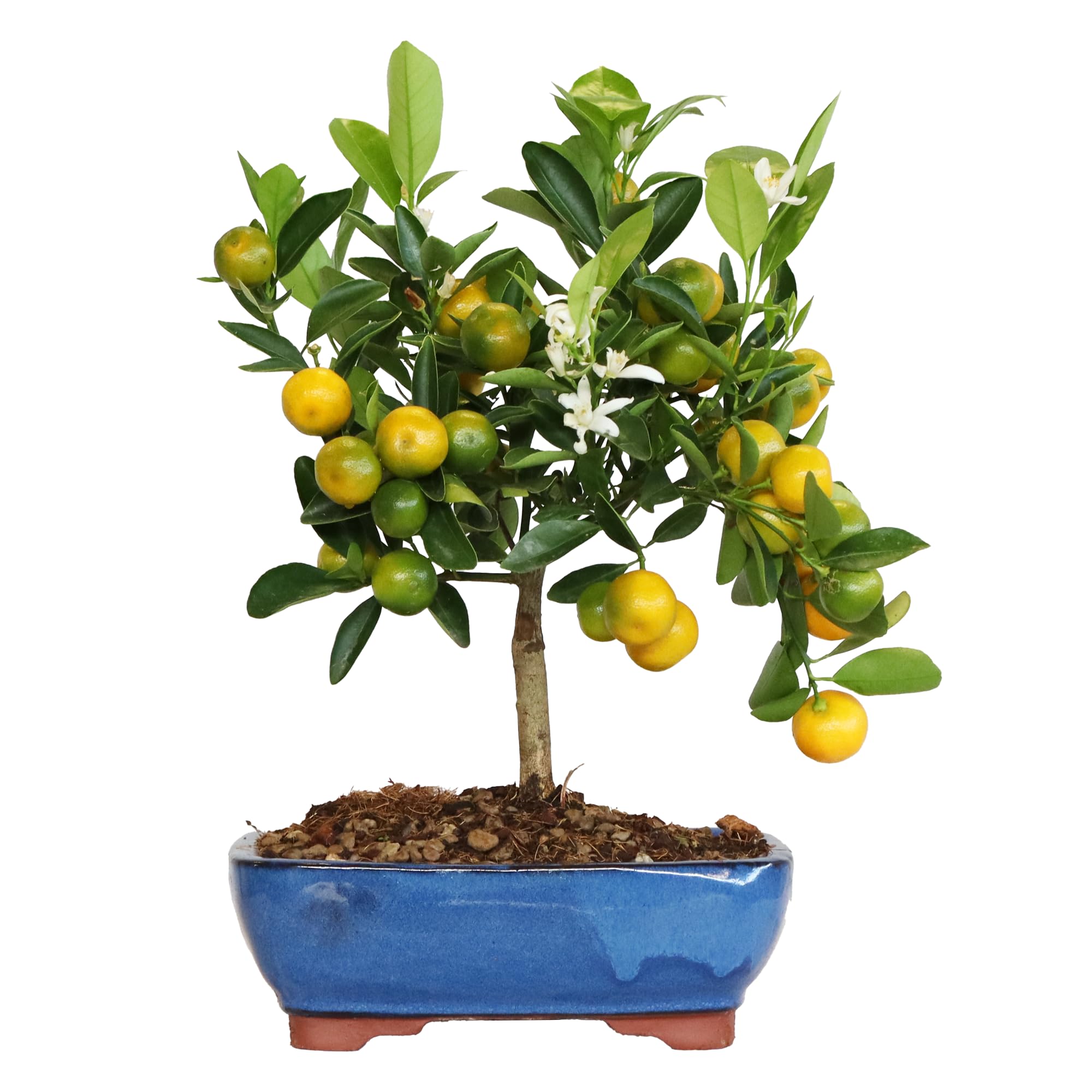 KENTIS - Bonsái Citrus Mitis Calamondino - Bonsái Mandarín Enano - Planta de Exterior - Maceta de Cerámica - H 35-40 cm Maceta Ø 21 cm