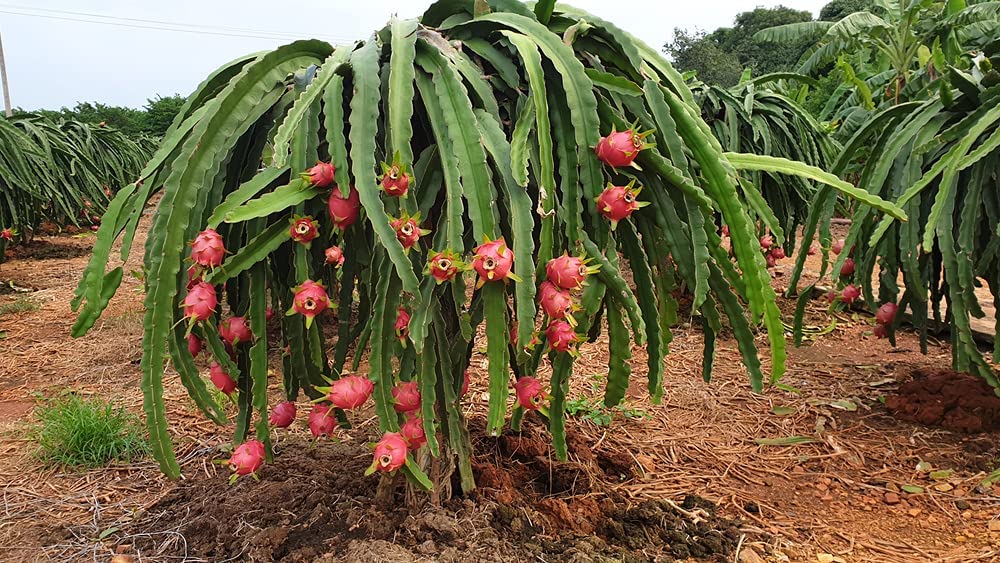 Amazon.com : 100+ Dragon Fruit Seeds (Pitaya/Pitahaya/Strawberry Pear)  Hylocereus Undatus Cactus Seeds : Patio, Lawn & Garden