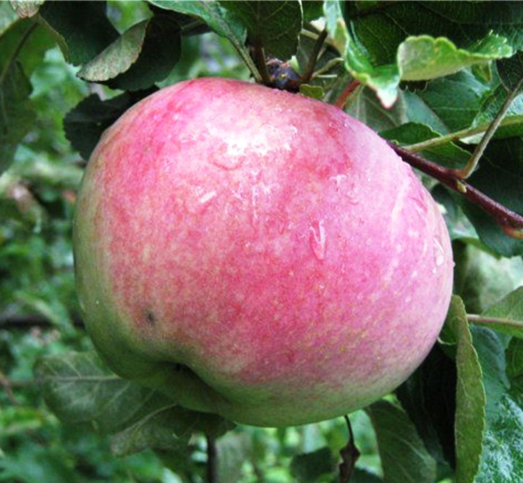 Apfelbaum Aport Almaata, Апорт Apfelbaum ca. 160/180 cm. im Container, Алмаатинский Апорт