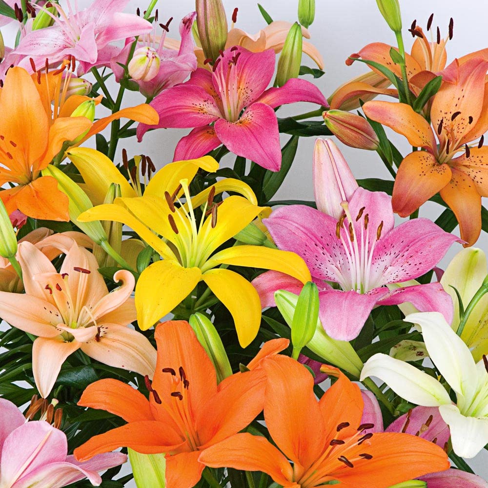 Asiatic lily Mix Color Pack of 5 By Zabbus : Amazon.in: Garden