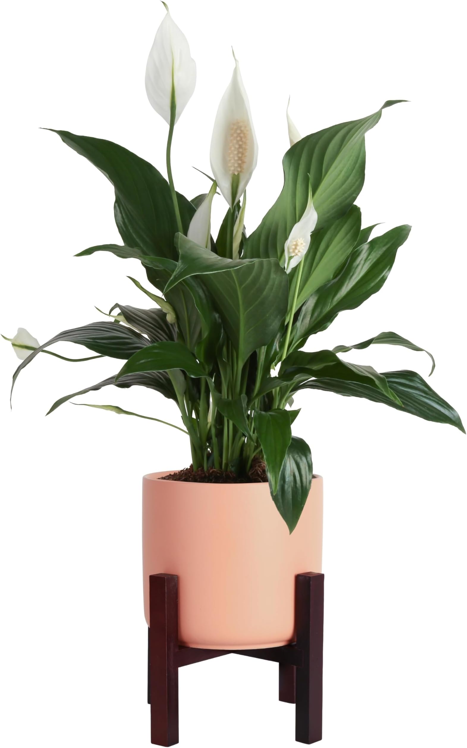 Easy Peace Lily Plant Decor in White 6 Inch Plant Pot