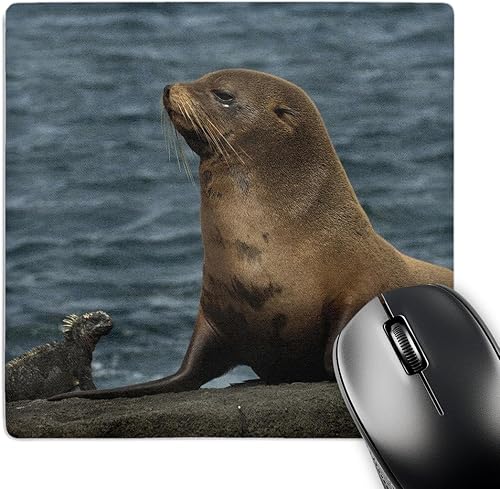 Fur Seal, Marine Iguana, Fernandina Galapagos Islands - SA07 POX2133 - Mouse Pad, 8 by 8 inches (mp_86413_1)