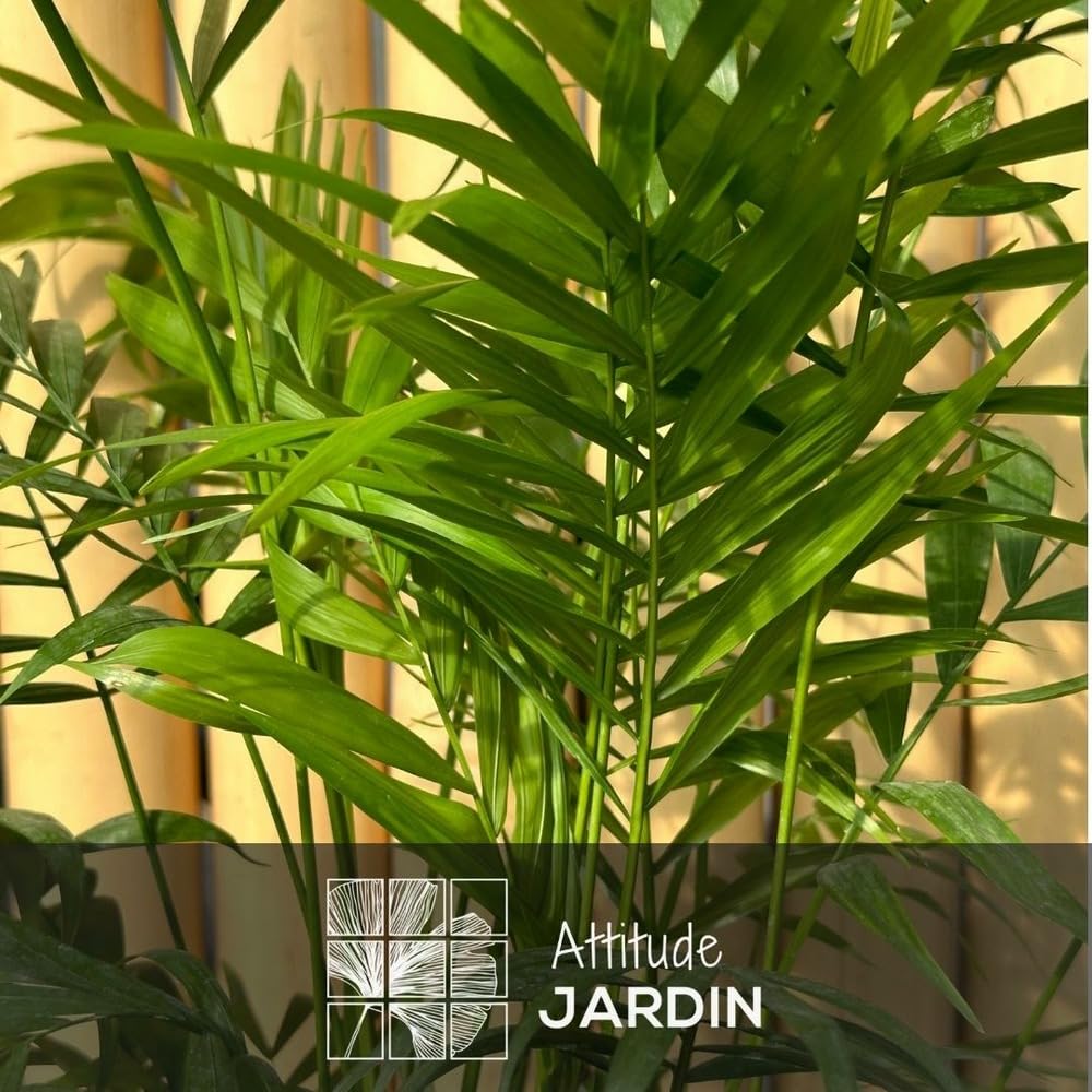 Attitude Jardin - 2x mélange de plantes d'intérieur - chamaedorea - areca - palmier d'intérieur - Lot de 2-70-80 cm - ⌀ 17 cm - purificateur d'air