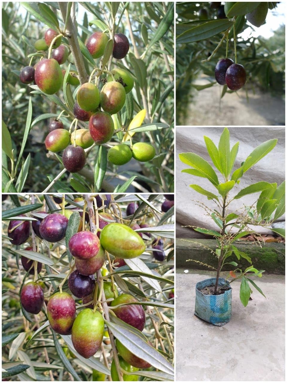 See full amazon price history chart for ASNOGMULDA Thai Sweet Olive Plant All Season Olive Plant Live Plants & Trees(1-1.5 Ft Size) (Thailand Variety) Live Plant,Fruit After 1 Year ASNOGMULDA Thai Sweet Olive Plant All Season Olive Plant Live Plants & Trees(1-1.5 Ft Size) (Thailand Variety) Live Plant,Fruit After 1 Year (B0D12HYZQV) Amazon Price History, Amazon Price Tracker