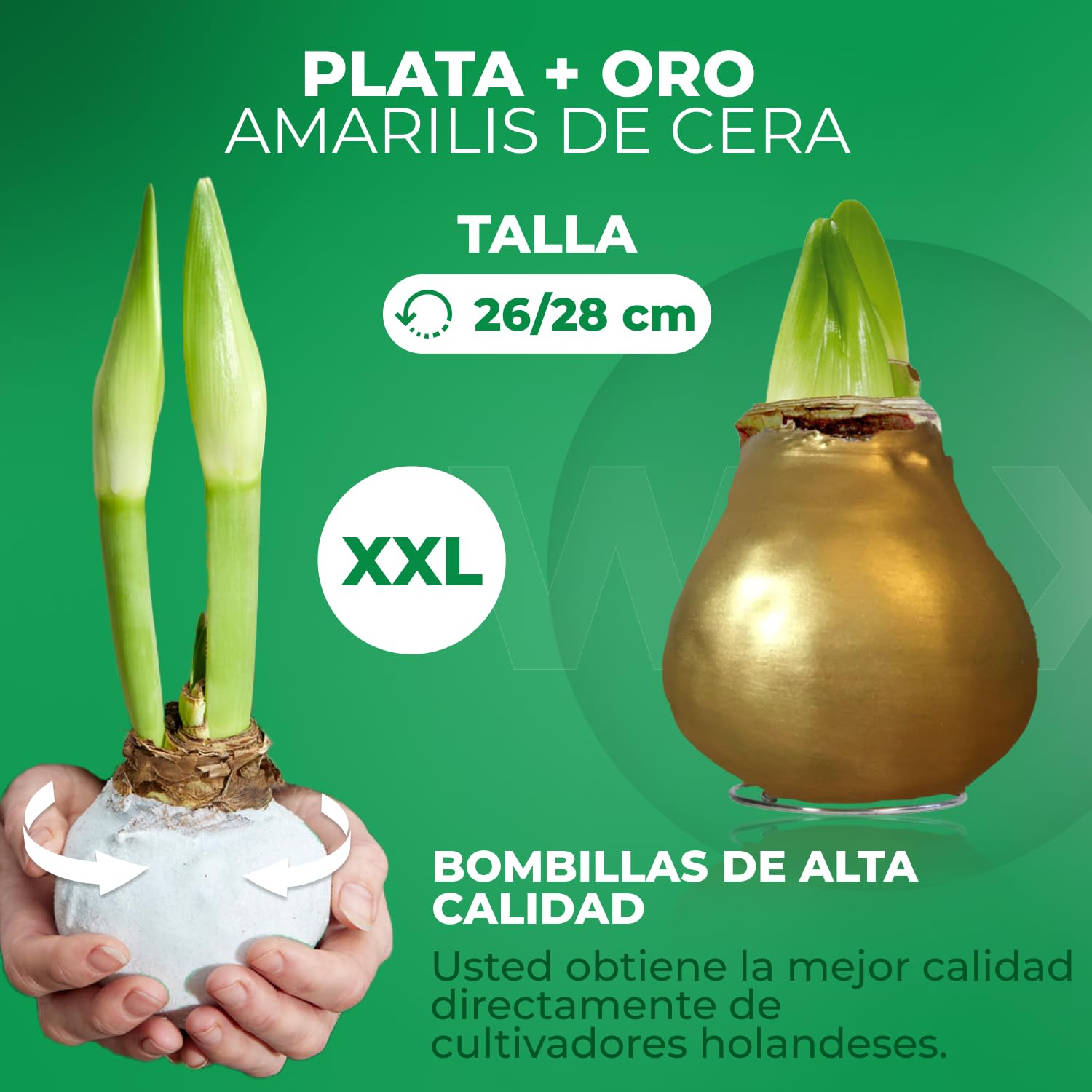 Colección de bombillas de amarilis recubiertas de cera en plata y oro