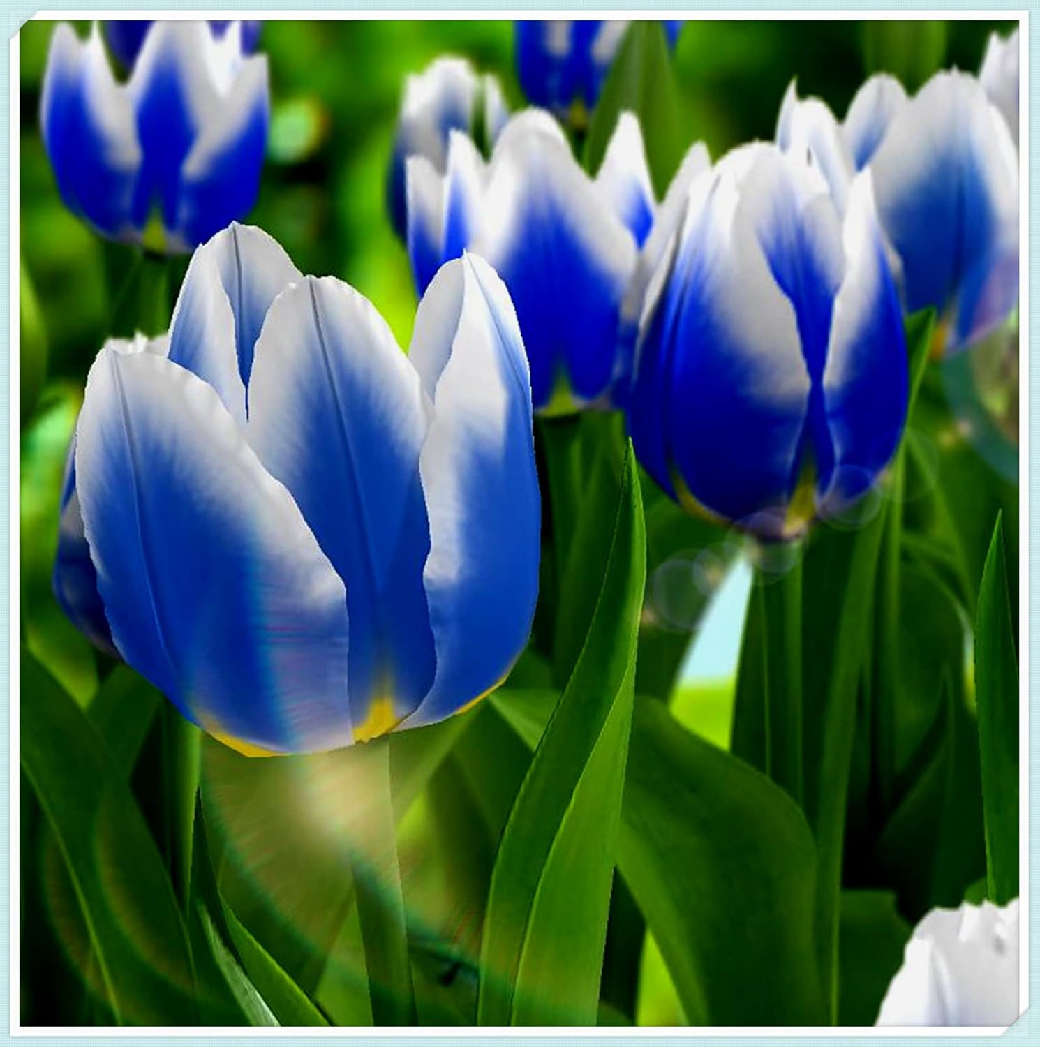 Tulip PlantingFall or Spring Planting Tubers8 Bulbs Patio, Lawn & Garden