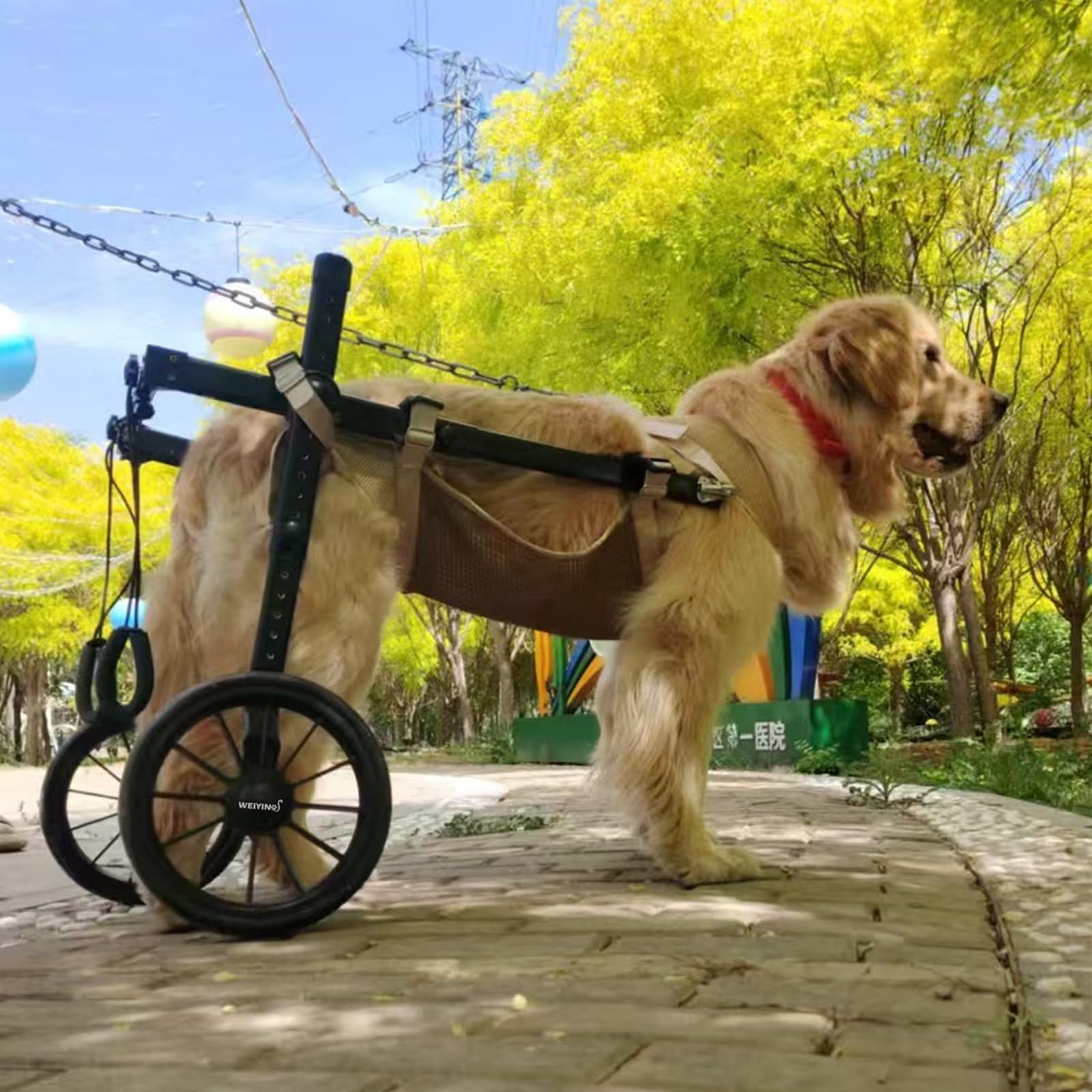 Fauteuil Roulant Pour Chien,Pattes ArrièRe,2 Roues Chien,Attelle D'Exercice Marcheur Handicapé,Aide à La Marche Avant BlesséEs/ParalyséEs,Pour Chariot Animaux Petite,Moyenne Et Grande Taille(XL,Blue)