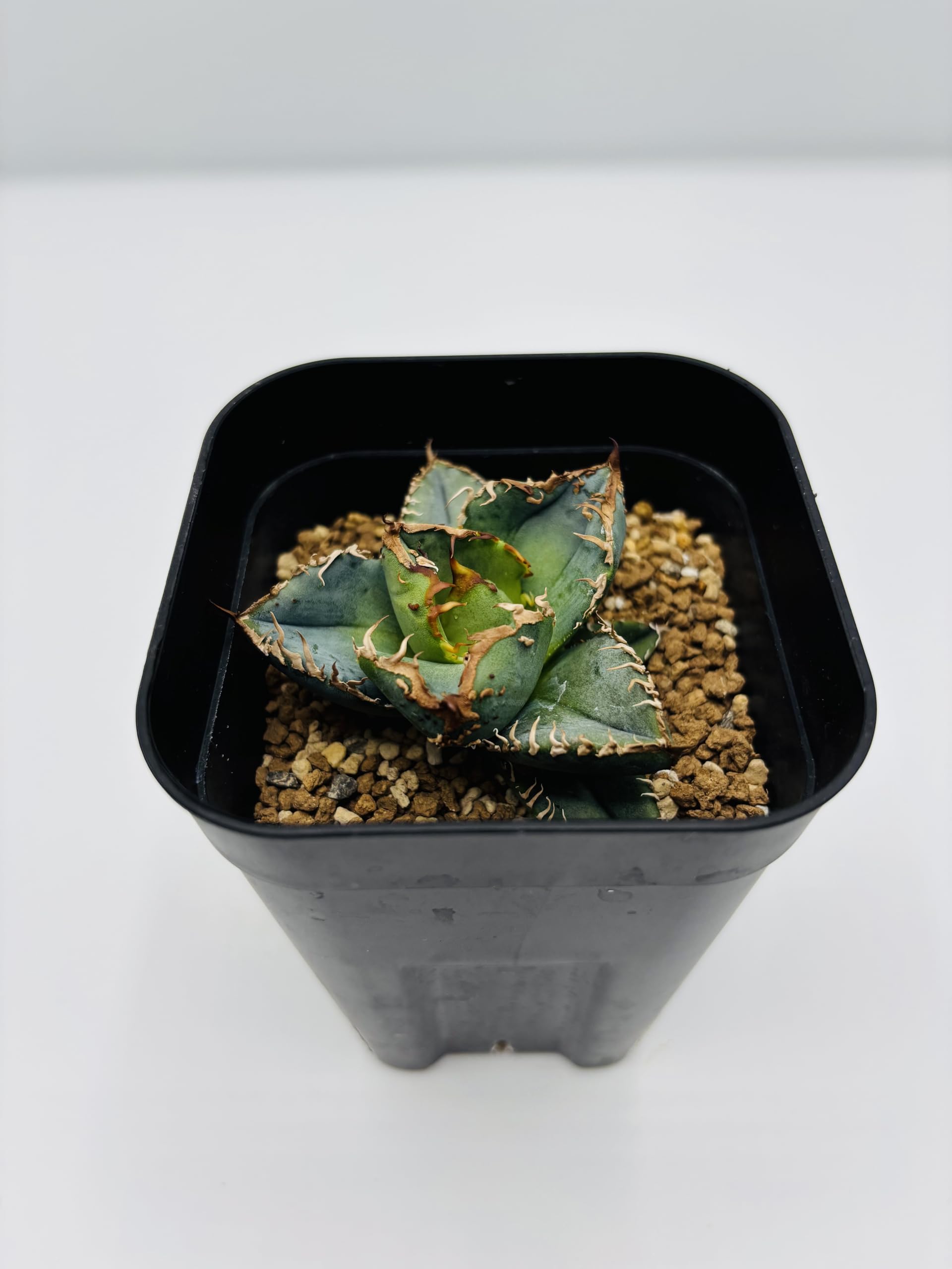 Amazon｜アガベ チタノタ 冰雹/Agave titanota 'Cheetah'/観葉植物