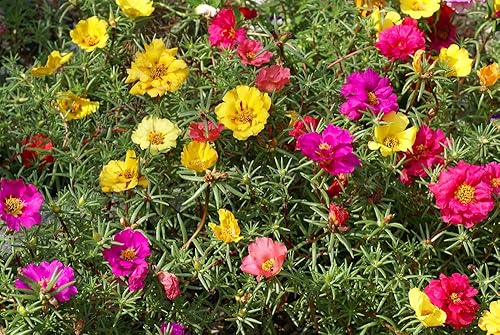 Miniatura 2 de Semillas de rosa de musgo para plantar - 1,000 semillas - Flores 'Portulaca Grandiflora' para plantación de bonsái en el jardín y balcón