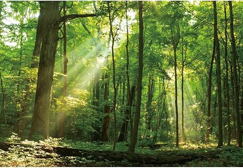 Telón de fondo de bosque pacífico de 10 x 8 pies para fotografía, árboles verdes, fondo de sol para camping, suburbios, picnic, fiesta, decoración