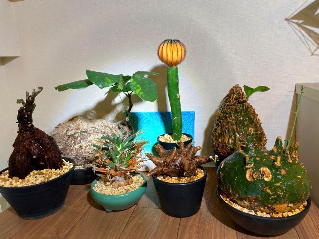 超良型 発根済 手乗り小鉢Bonsai ボスウェリア ネグレクタ 小鉢