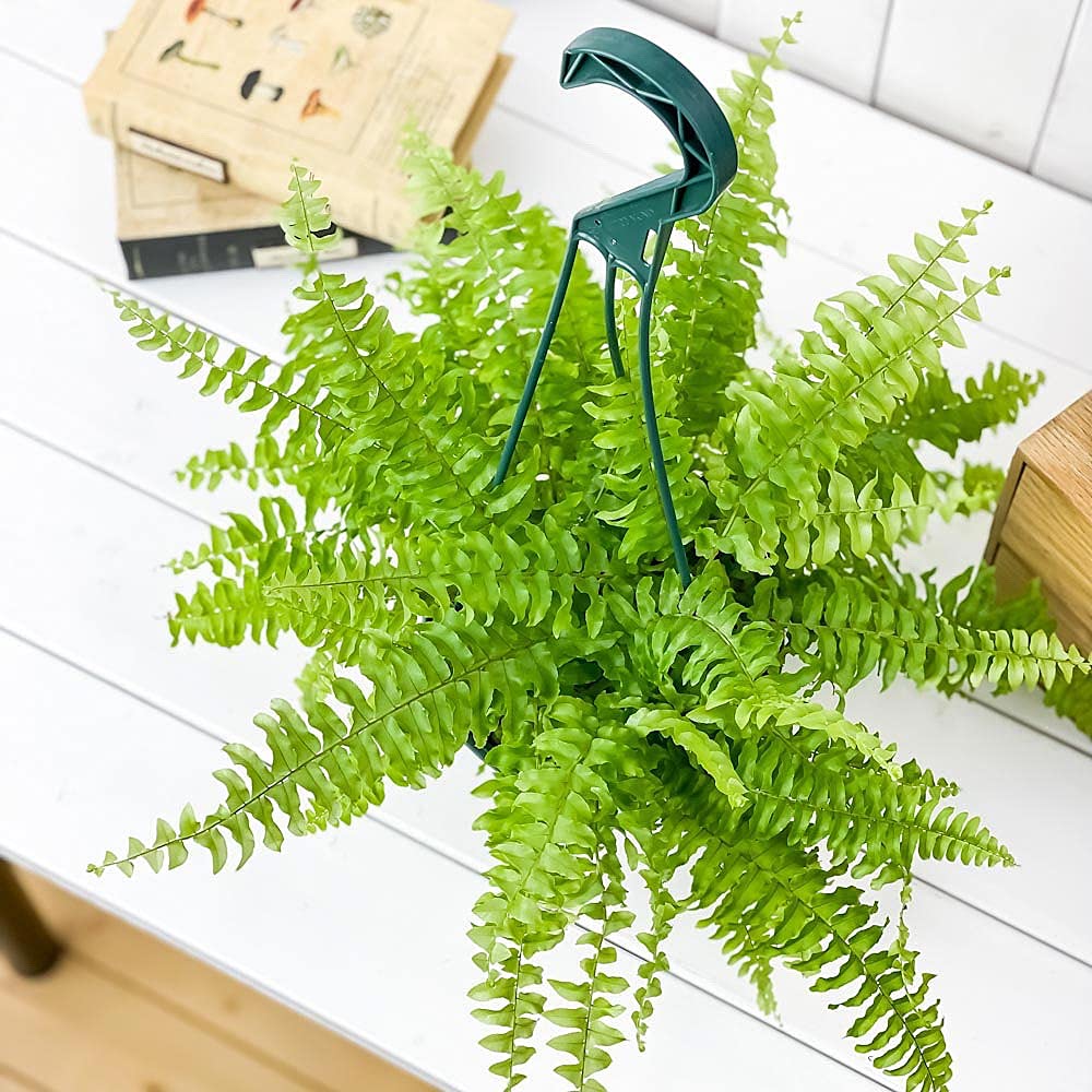 Amazon.co.jp: PLANCHU 観葉植物 ネフロレピス ツデー 5号吊り鉢