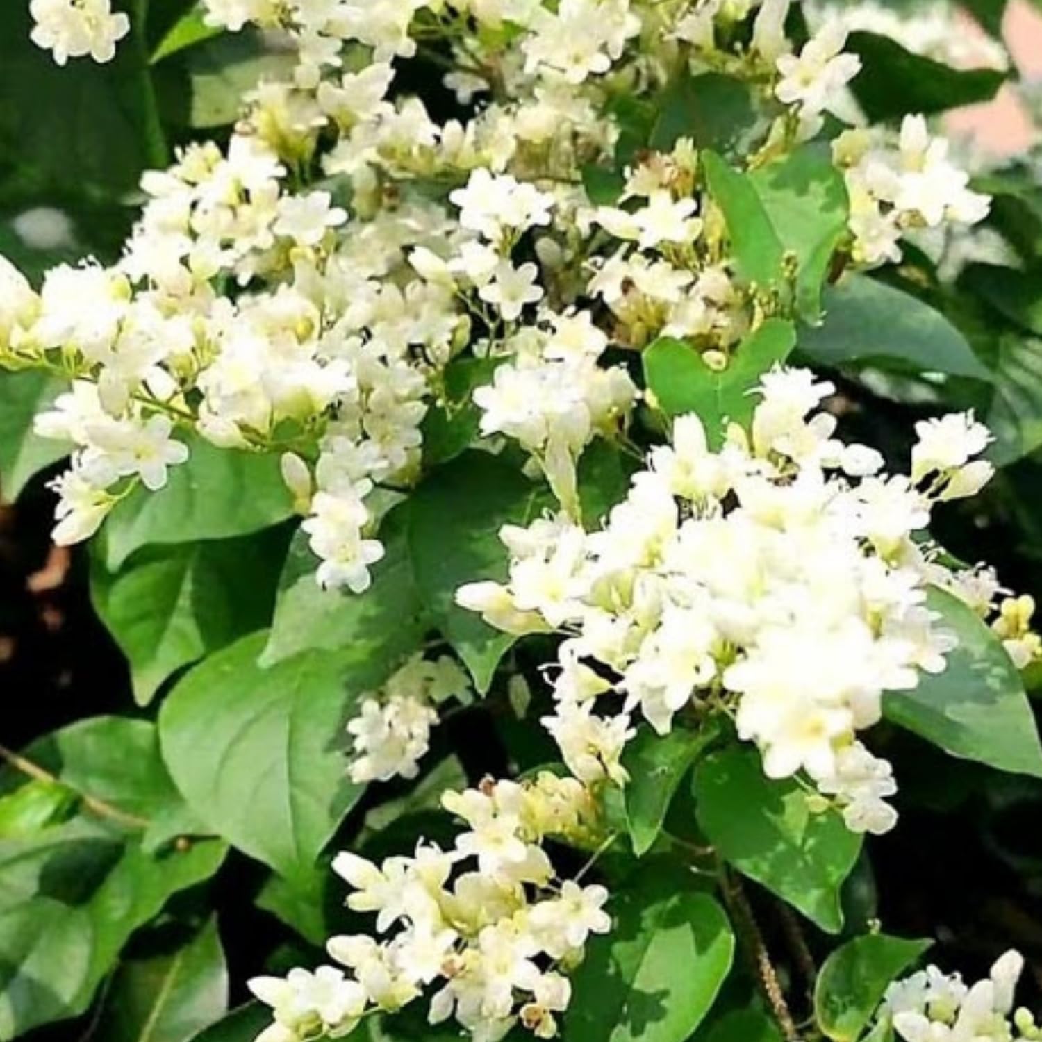 Desi Gardener | Manimulla (Porana Paniculata) Flowering/Ornamental Live Plant (Home & Garden) (B0CWF5JM62) Amazon Price History, Amazon Price Tracker
