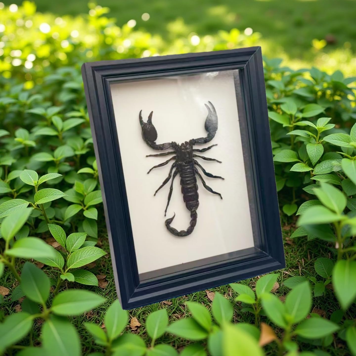 Real Scorpion Specimen - Mounted in a Frame