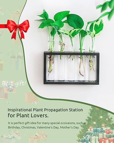 Miniatura 2 de Ivolador - Tubo de ensayo para colgar en la pared, tubo de ensayo de terrario, brotes de flores, soporte de madera de vidrio con tubo de ensayo,