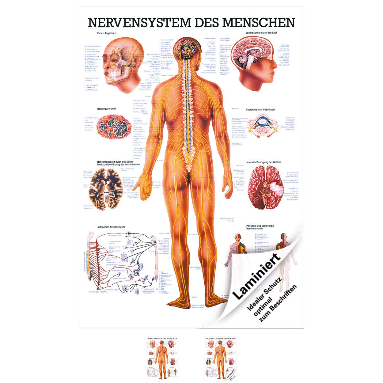 Das Nervensystem Lehrtafel Anatomie 100x70 cm medizinische Lehrmittel