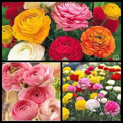 Amazon 22 園芸 切り花 絶妙な 庭の装飾 生きている緑の植物 レア植えるためのキンポウゲの球根 な植え付けとガーデニング 10球根 A 鉢