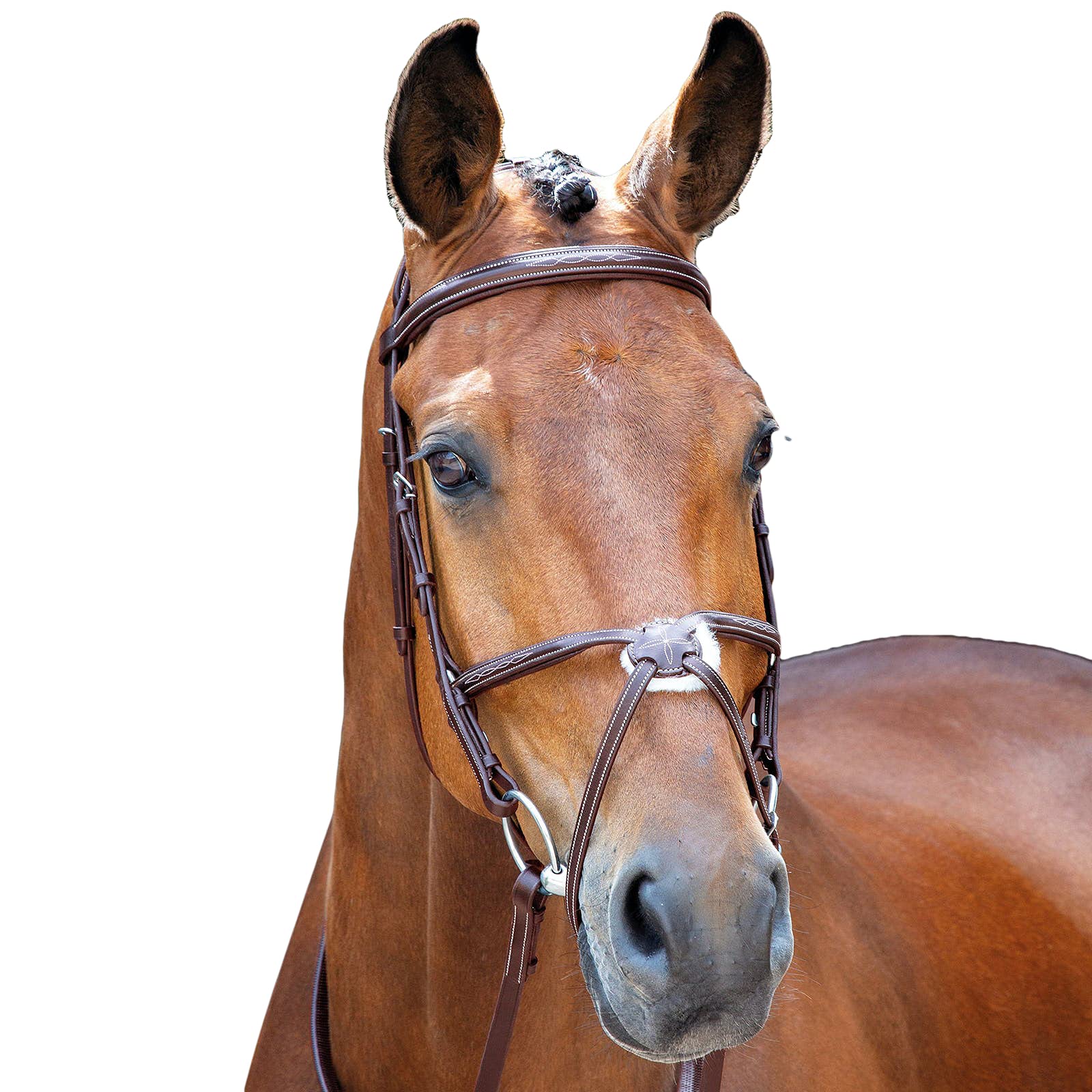 Salisbury Brackley Brida para caballo muserola cruzada Varios colores Australian Nut Talla:Cob