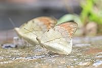 Vista 6 de Flash de luz de anillo macro con pantalla LED compatible con Nikon D3000