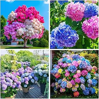 60+ Perennial Hydrangea Seeds Flower for Home Gardens Outdoor-Non-GMO Heirloom Flower High Germination Rate