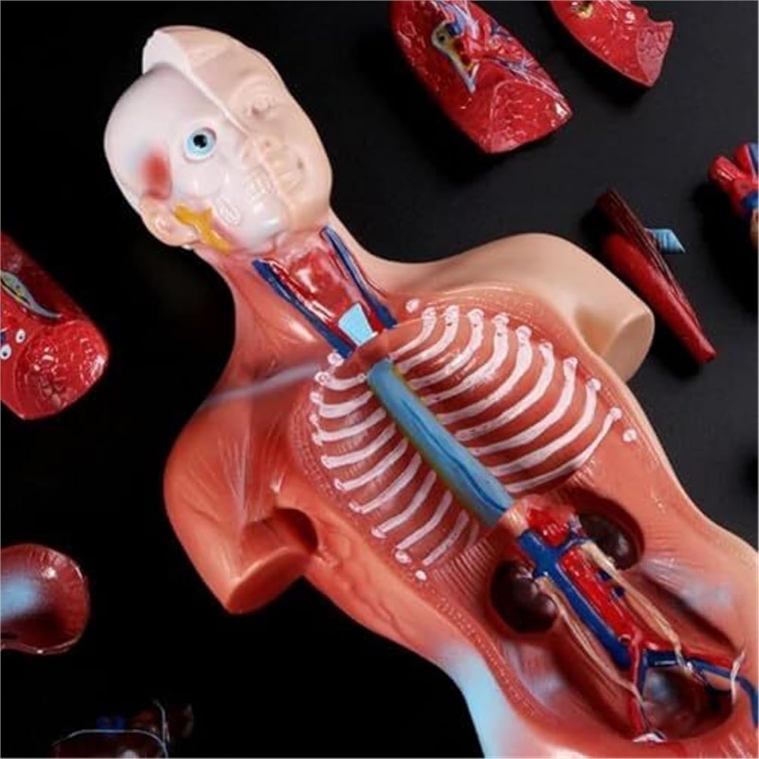 Human Organ Model, Medical Learning Tool, 15 Part Detachable Organ Skeleton