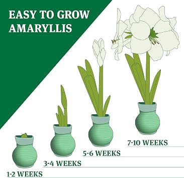 Webby Present Sweater Amaryllis Bulb Halloween Plant with Spiderweb Sweater Easy Indoor Growing, No Soil or Water Needed Red Amaryllis Flowers Bloom in 48 Weeks