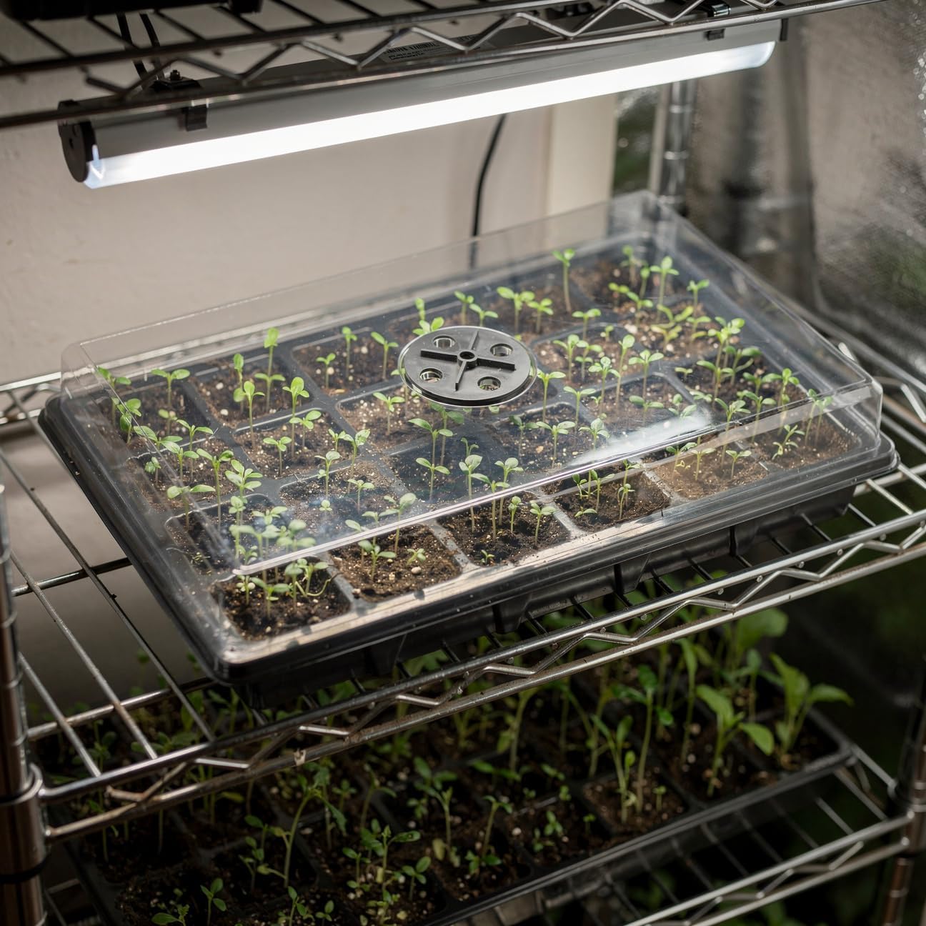 10-Pack XL Seed Starter Tray with Dome – 24 Large 2" Cells per Seedling Starter Trays (Total 240 Cells), Seed Growing Tray with Humidity Lids for Greenhouse Home Plant Propagation