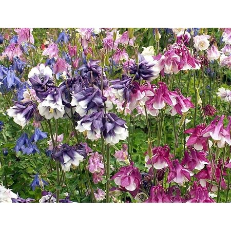 Semillas Columbine Aquilegia Mix Interior Flor Abuelita Capó Jardín Perenne Para Plantar Sin OGM