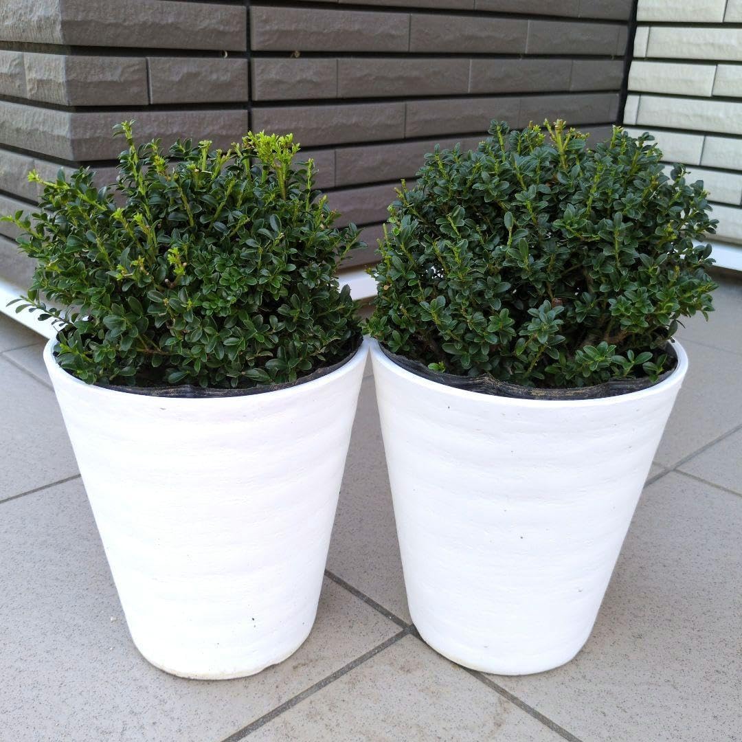 【現品】チャメロプス　フミリス　ボルケーノ　9号　W3番 現品】チャメロプス フミリス ボルケーノ 9号 W3番 2025年最新