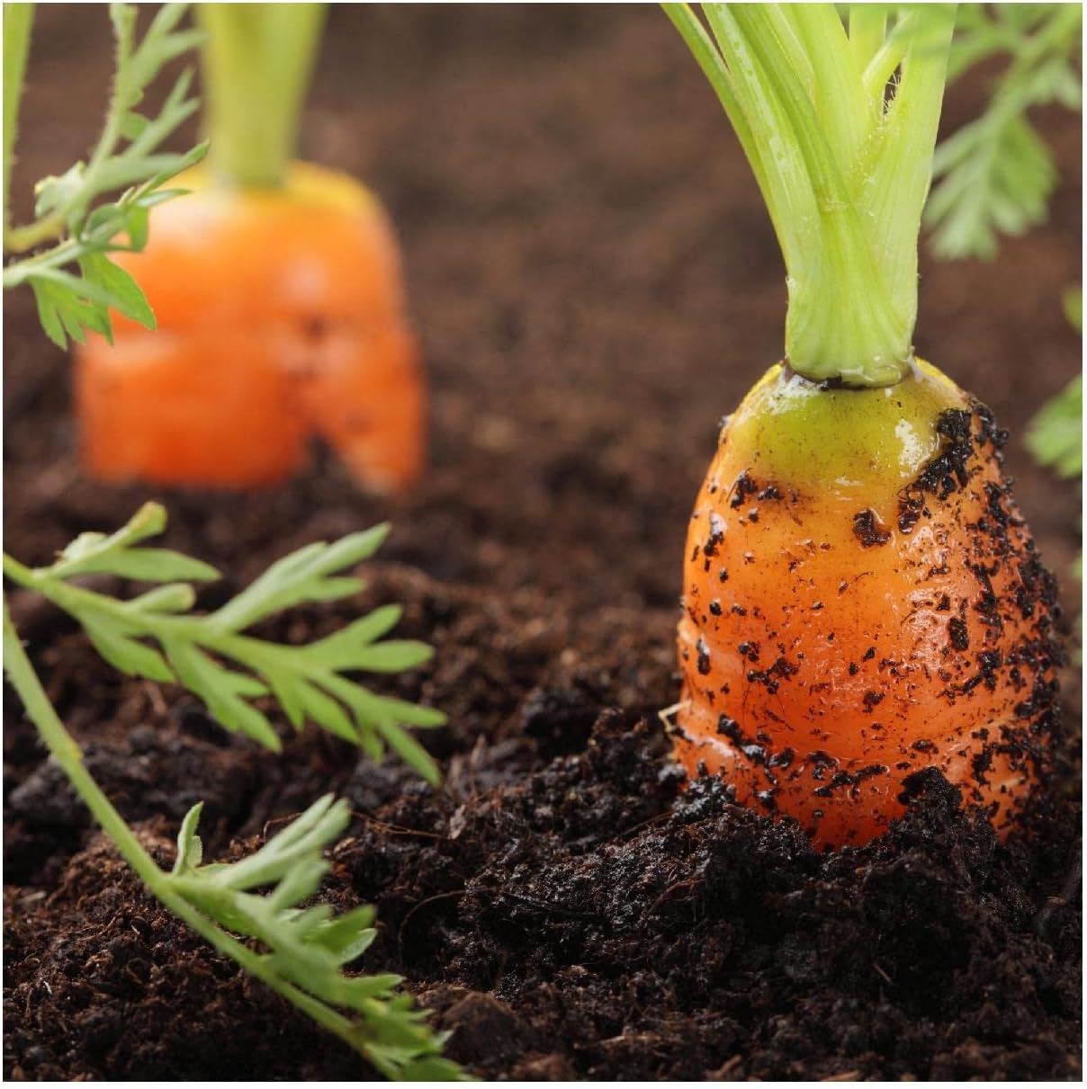Everwilde Farms - 1/4 Lb Organic Little Finger Carrot Seeds - Gold Vault