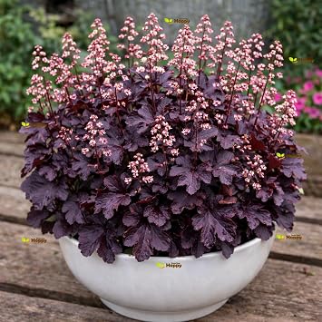 1000 Coral Bells Palace Purple Seeds   Heuchera micrantha   Burgundy Foliage & White Flowers   Hardy Perennial   Free Plant Tag