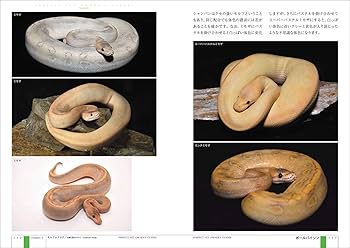 71-eTG8U21L._AC_UF350,