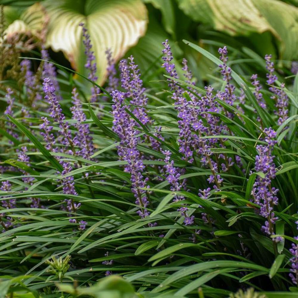 Perennial Farm Marketplace Liriope m. 'Big Blue' (Lilyturf) Ornamental Grass, Size-#1 Container, Lilac Colored Flowers