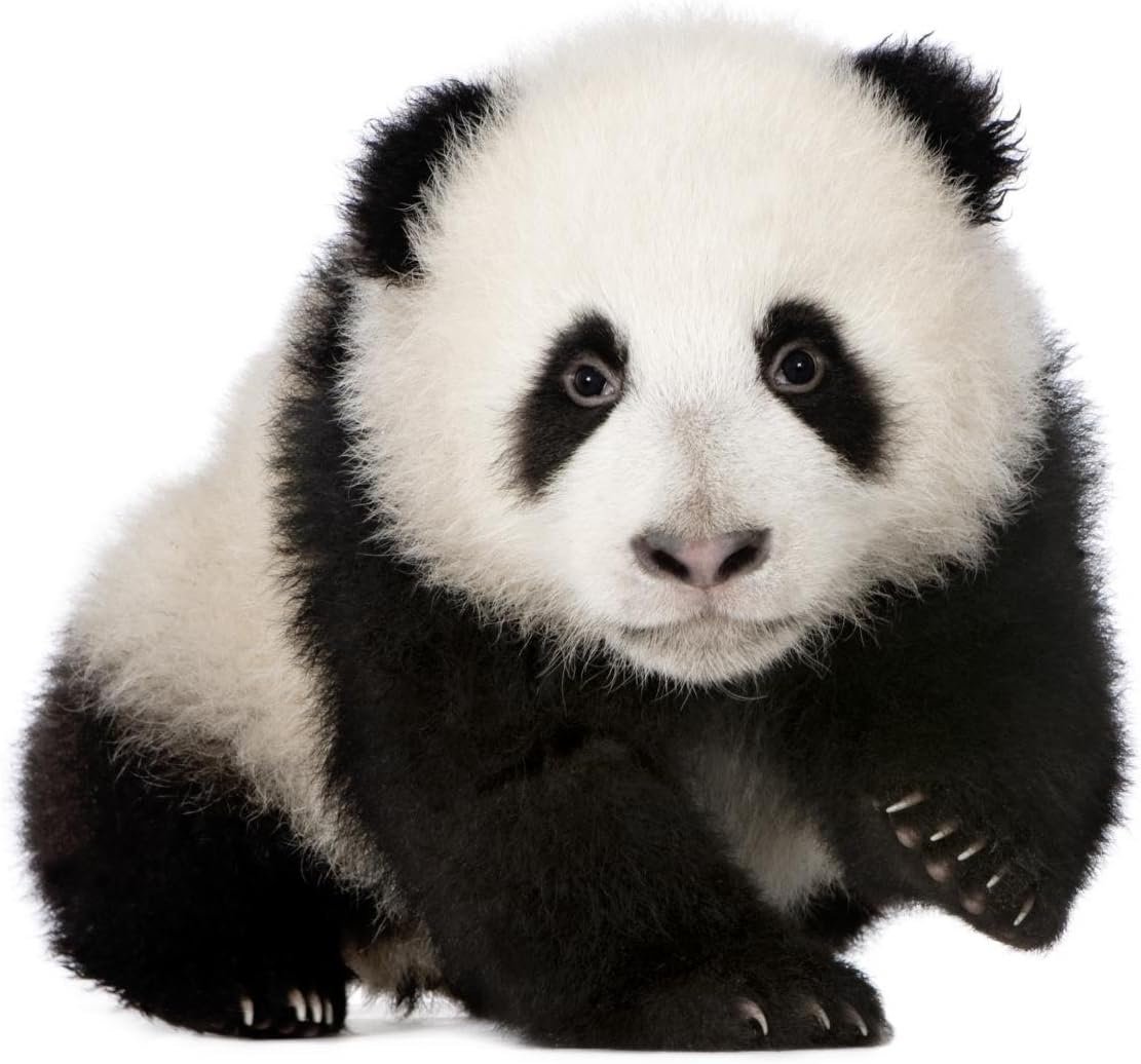 Wallmonkeys Giant Panda Months Ailuropoda Melanoleuca Wall Decal Peel and Stick Graphic WM338395 (24 in W x 20 in H)