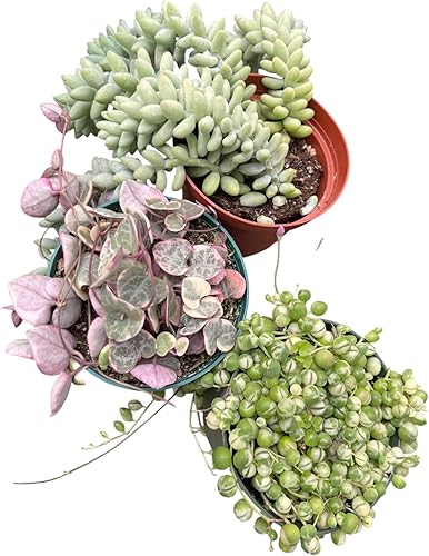 Paquete de 3 suculentas cadenas de corazones abigarrados, cadena de perlas abigarradas, burrito Sedum todo en macetas de 4 pulgadas, todas las