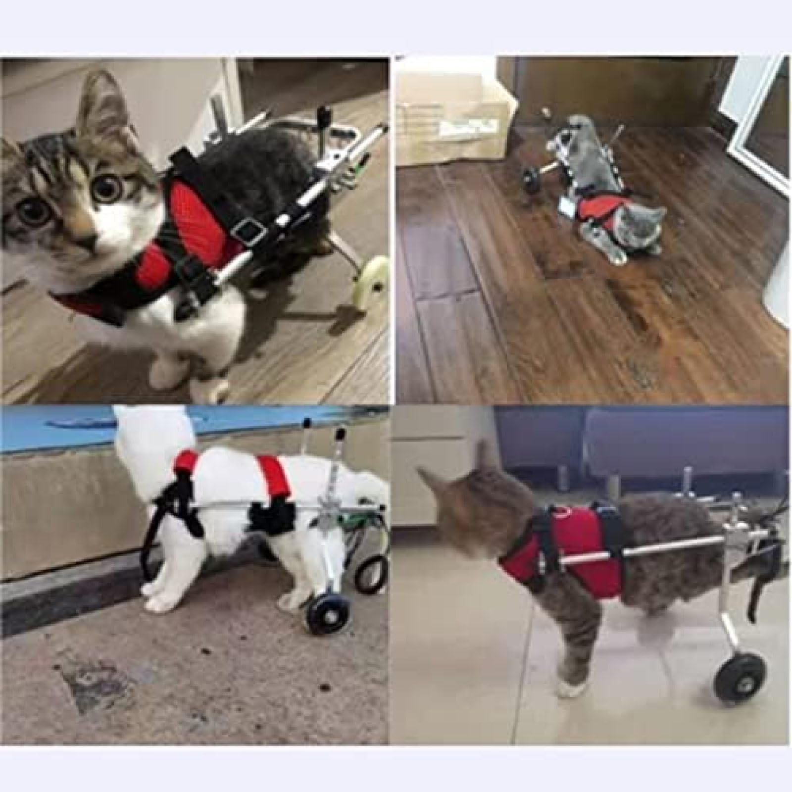Amazon.co.jp : 小型犬用車椅子、障害のある犬、猫、ウサギのリハビリ
